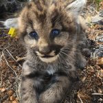 Sweet little tagged cougar