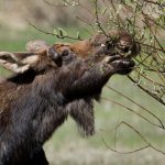 Moose chawing on tree branches