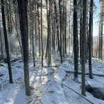 Trees thinned in a winter forest