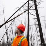Worker in safety gear looks up in a forest