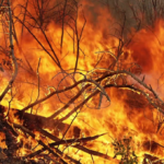 Fire decimating a forest
