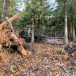 Wood is piled as it is cleaned up to prevent wildfire